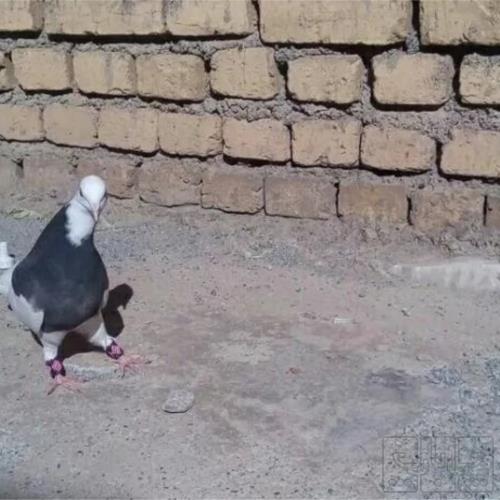 خانه و  آشپزخانه - حیوانات - پرندگان