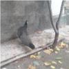 خانه و  آشپزخانه - حیوانات - پرندگان