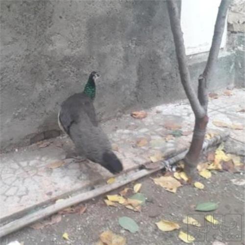 خانه و  آشپزخانه - حیوانات - پرندگان