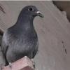 خانه و  آشپزخانه - حیوانات - پرندگان