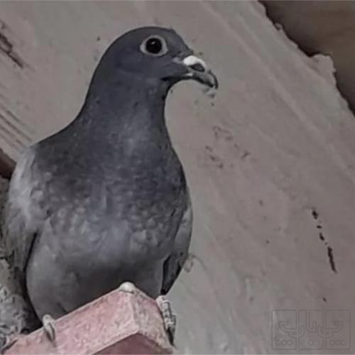 خانه و  آشپزخانه - حیوانات - پرندگان