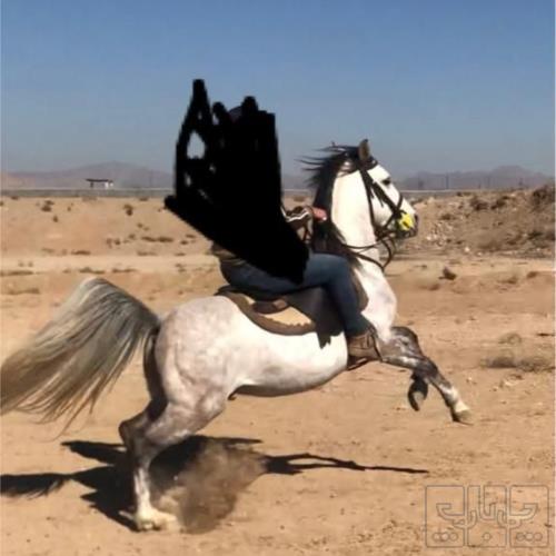 خانه و  آشپزخانه - حیوانات - پستانداران