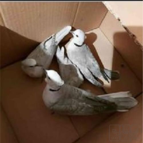 خانه و  آشپزخانه - حیوانات - پرندگان