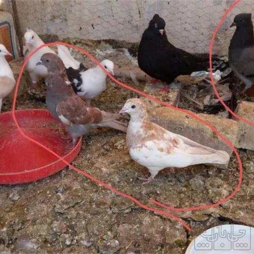 خانه و  آشپزخانه - حیوانات - پرندگان