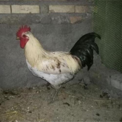 خانه و  آشپزخانه - حیوانات - پرندگان
