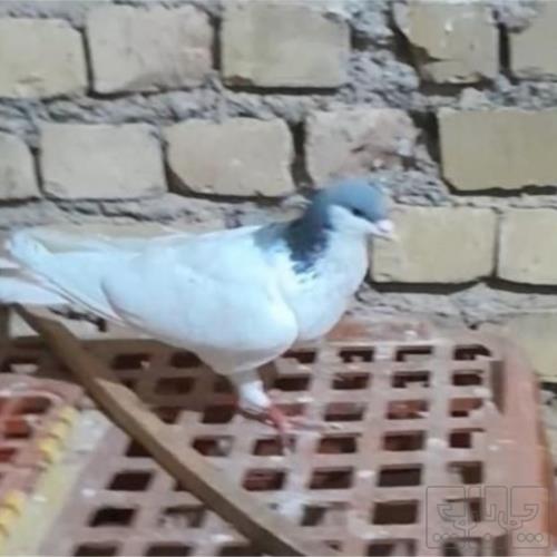 خانه و  آشپزخانه - حیوانات - پرندگان