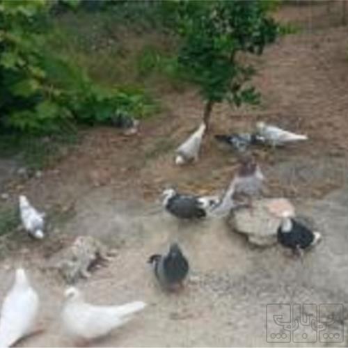 خانه و  آشپزخانه - حیوانات - پستانداران