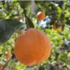 باغ و باغچه - انتقال مالکیت قطعی - ملکی