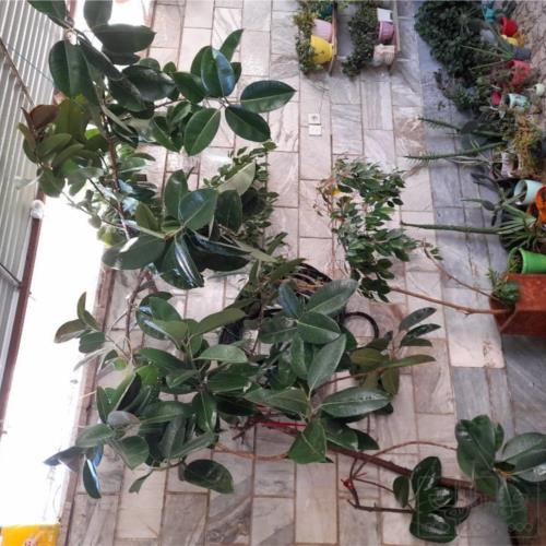 خانه و  آشپزخانه - باغبانی - گل و گیاه طبیعی