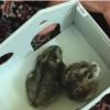 خانه و  آشپزخانه - حیوانات - پستانداران