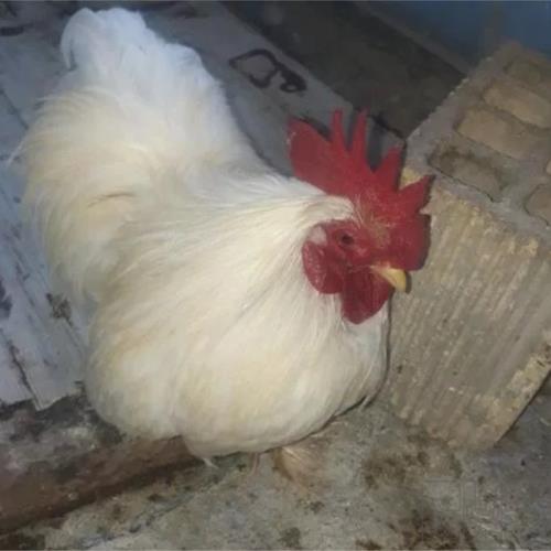 خانه و  آشپزخانه - حیوانات - پرندگان
