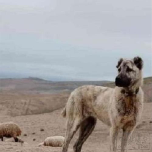 خانه و  آشپزخانه - حیوانات - پستانداران