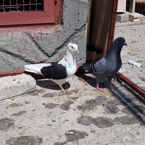 خانه و  آشپزخانه - حیوانات - پرندگان