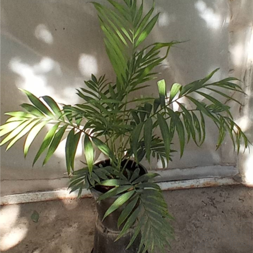 خانه و  آشپزخانه - باغبانی - گل و گیاه طبیعی