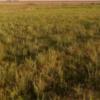 زمین زراعی - انتقال مالکیت قطعی