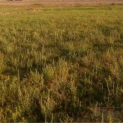 زمین زراعی - انتقال مالکیت قطعی