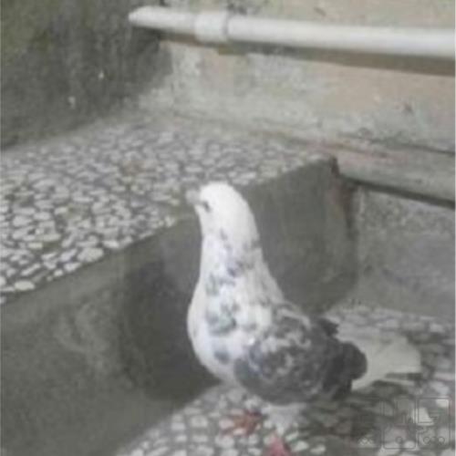 خانه و  آشپزخانه - حیوانات - پرندگان