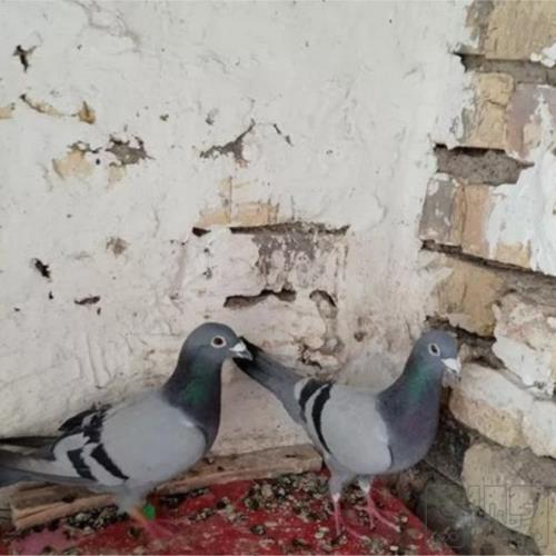 خانه و  آشپزخانه - حیوانات - پرندگان