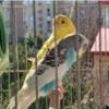 خانه و  آشپزخانه - حیوانات - پرندگان