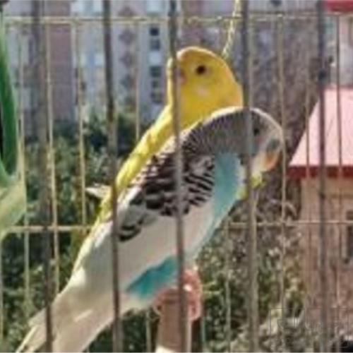 خانه و  آشپزخانه - حیوانات - پرندگان