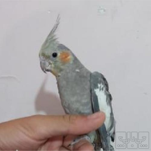 خانه و  آشپزخانه - حیوانات - پرندگان