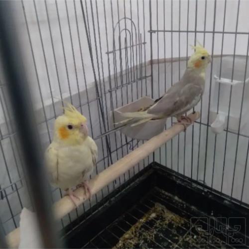 خانه و  آشپزخانه - حیوانات - پرندگان