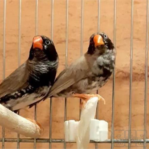 خانه و  آشپزخانه - حیوانات - پرندگان