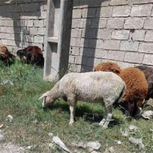 خانه و  آشپزخانه - حیوانات - پستانداران
