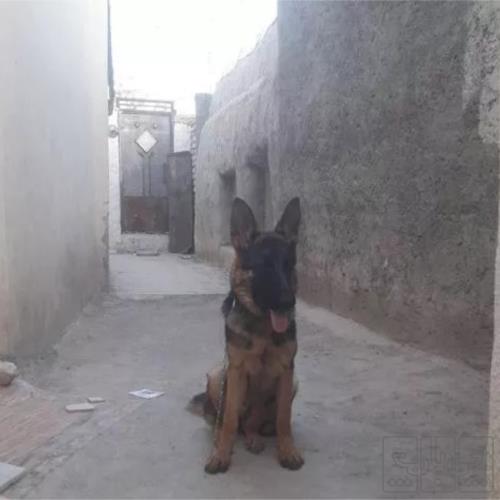 خانه و  آشپزخانه - حیوانات - پستانداران