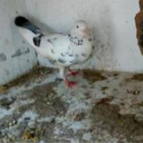خانه و  آشپزخانه - حیوانات - پرندگان
