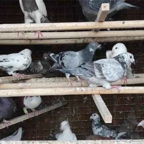 خانه و  آشپزخانه - حیوانات - پرندگان