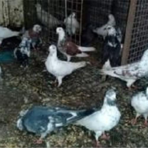 خانه و  آشپزخانه - حیوانات - پرندگان