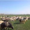 خانه و  آشپزخانه - حیوانات - پستانداران