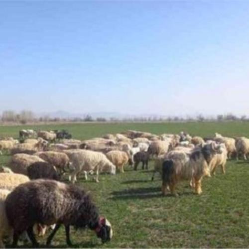 خانه و  آشپزخانه - حیوانات - پستانداران