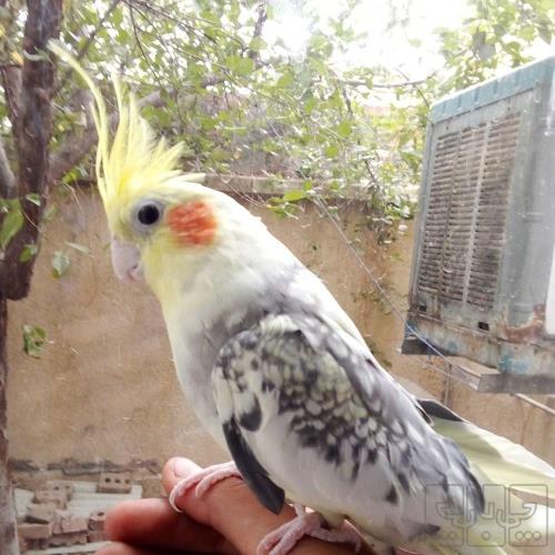 خانه و  آشپزخانه - حیوانات - پرندگان