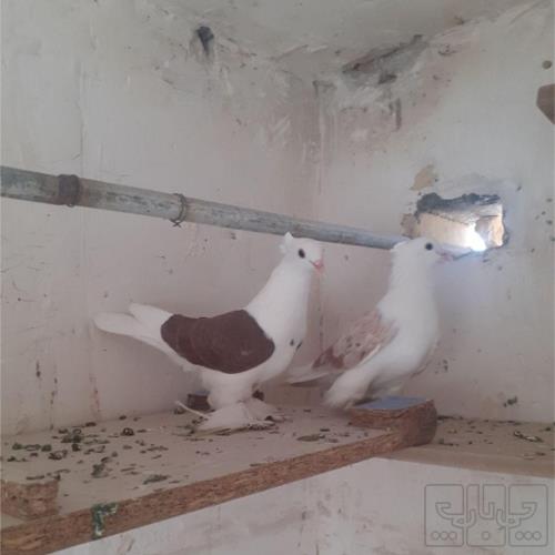 خانه و  آشپزخانه - حیوانات - پرندگان