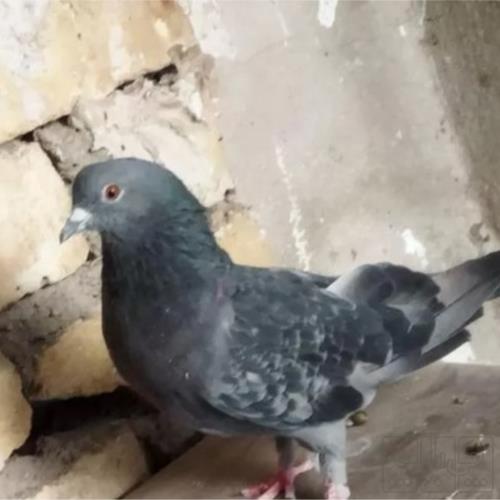 خانه و  آشپزخانه - حیوانات - پرندگان