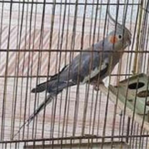 خانه و  آشپزخانه - حیوانات - پرندگان