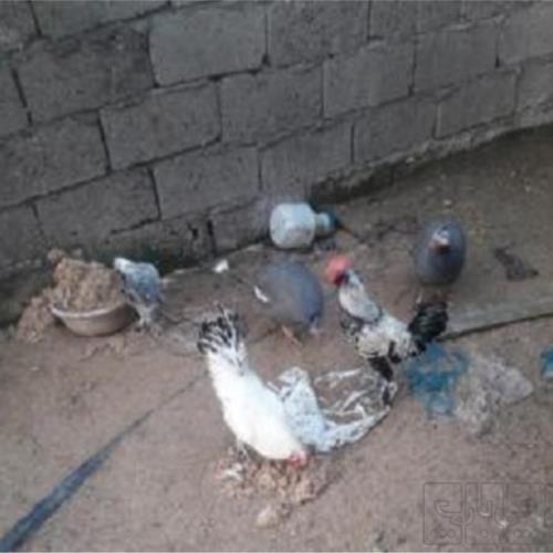 خانه و  آشپزخانه - حیوانات - پرندگان