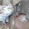 خانه و  آشپزخانه - حیوانات - پرندگان