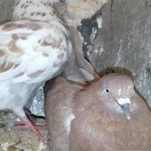 خانه و  آشپزخانه - حیوانات - پرندگان