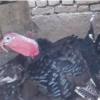 خانه و  آشپزخانه - حیوانات - پرندگان