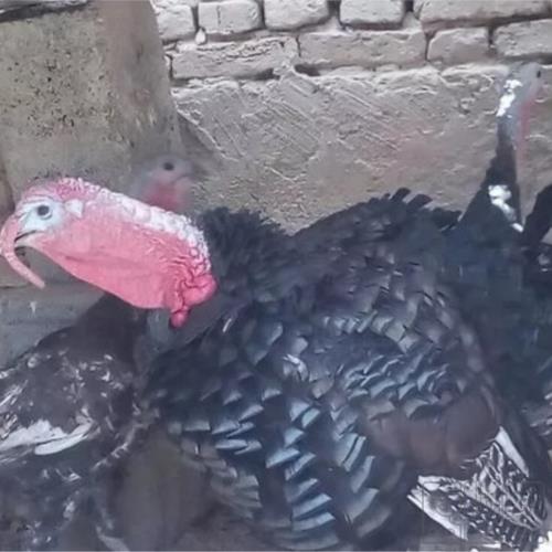 خانه و  آشپزخانه - حیوانات - پرندگان
