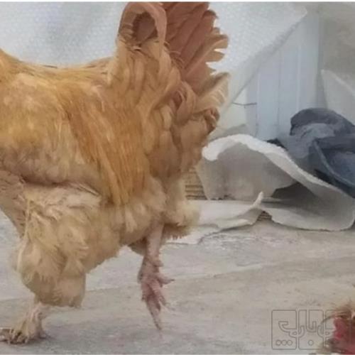 خانه و  آشپزخانه - حیوانات - پرندگان