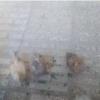خانه و  آشپزخانه - حیوانات - پرندگان