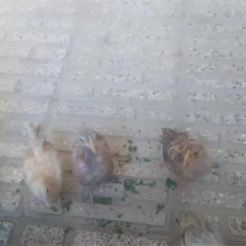 خانه و  آشپزخانه - حیوانات - پرندگان