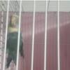 خانه و  آشپزخانه - حیوانات - پرندگان