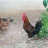 خانه و  آشپزخانه - حیوانات - پرندگان