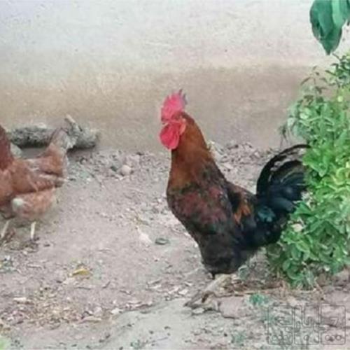 خانه و  آشپزخانه - حیوانات - پرندگان