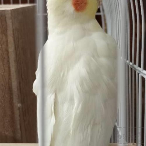 خانه و  آشپزخانه - حیوانات - پرندگان